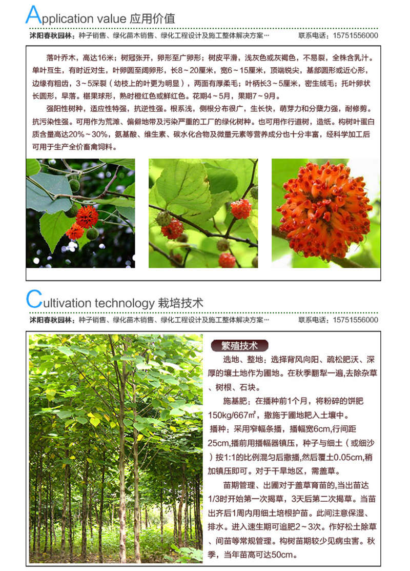 構樹種子應用價值及種植技術