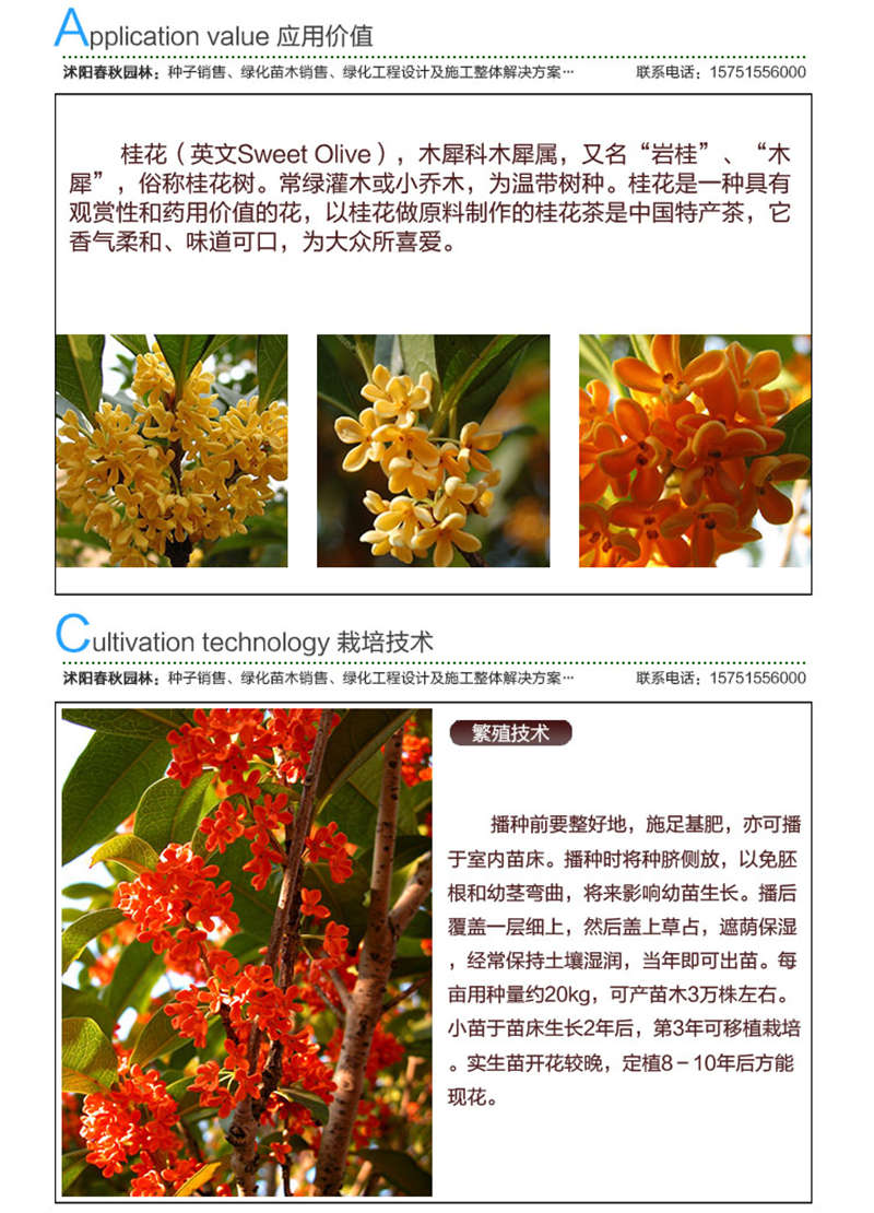桂花種子應用價值及種植技術