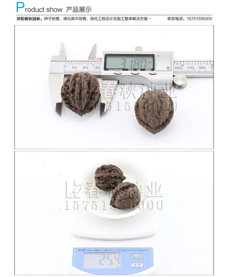 核桃種子銷售參考價格