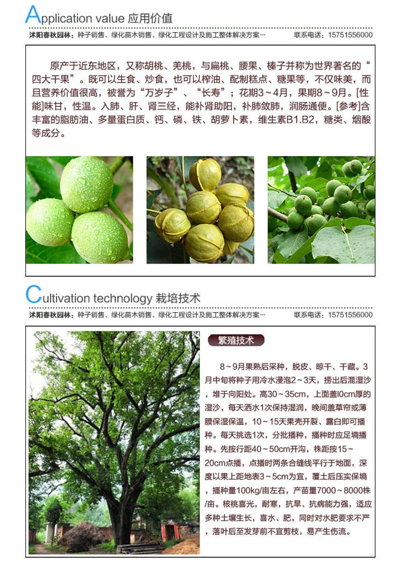 核桃種子應(yīng)用價值及種植技術(shù)