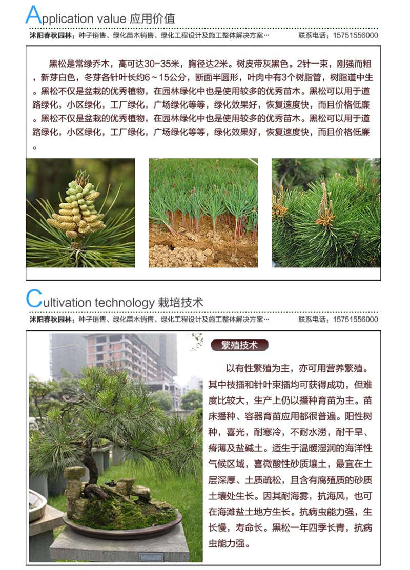 黑松種子應用價值及種植技術