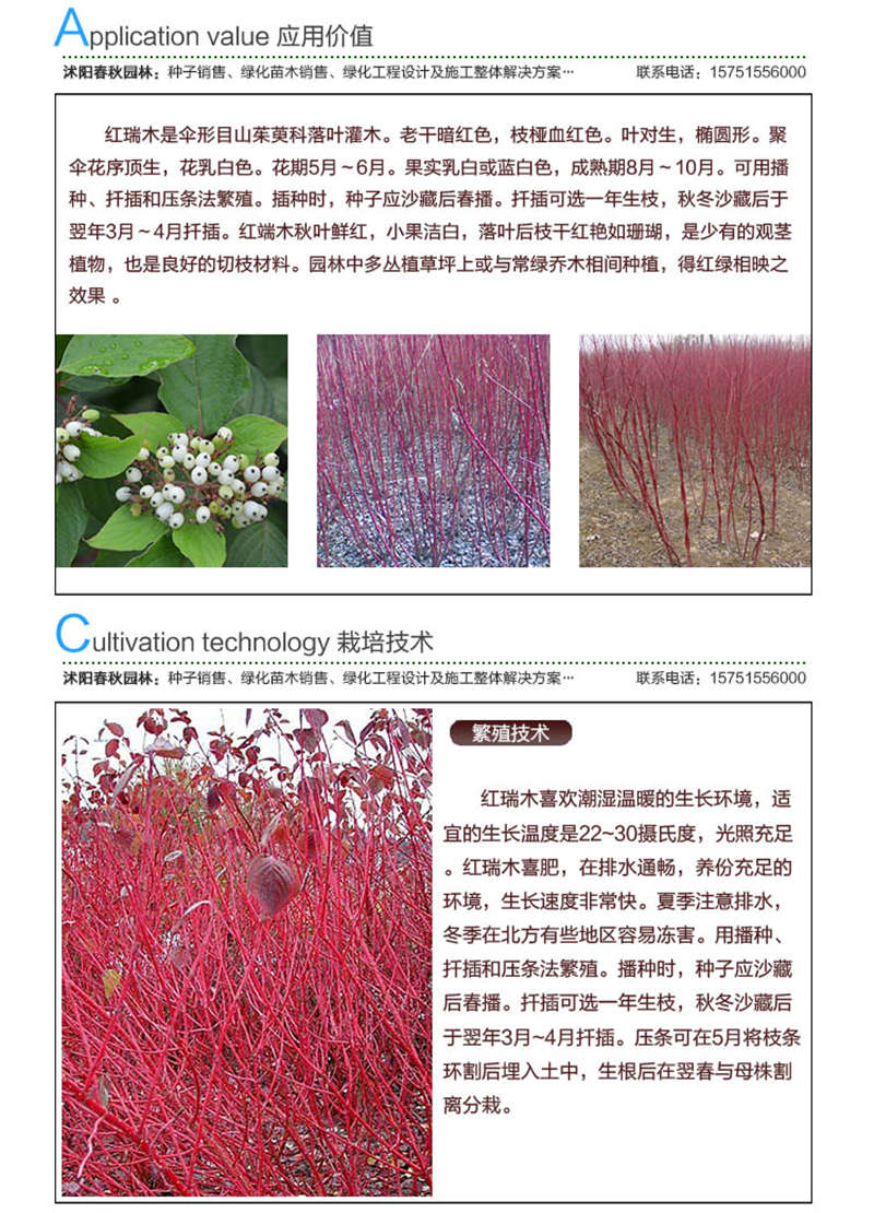 紅瑞木種子應用價值及種植技術