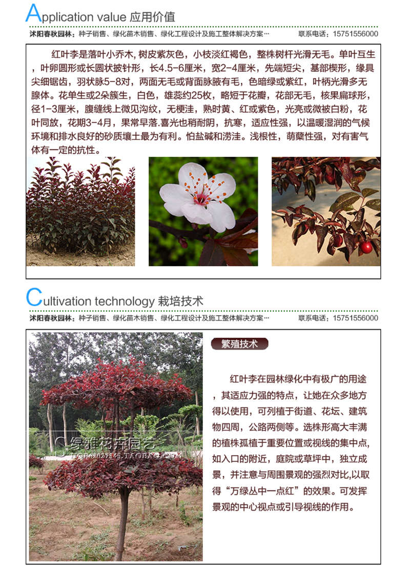 紅葉李種子應(yīng)用價(jià)值及種植技術(shù)
