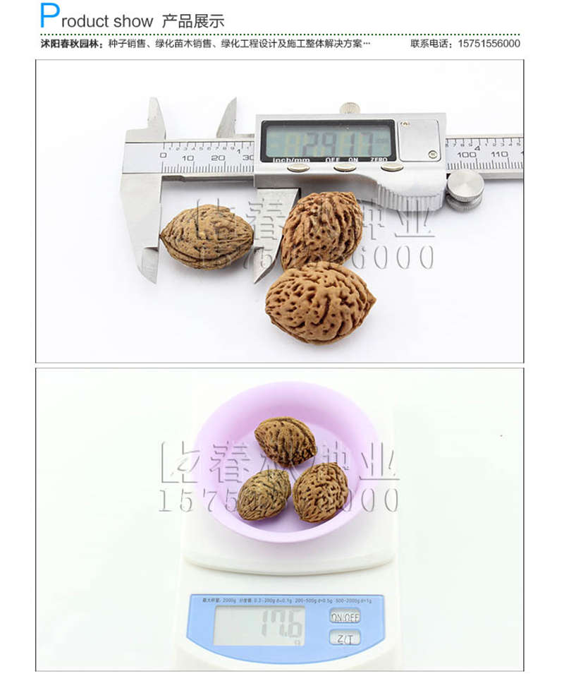 紅葉桃種子銷售參考價格