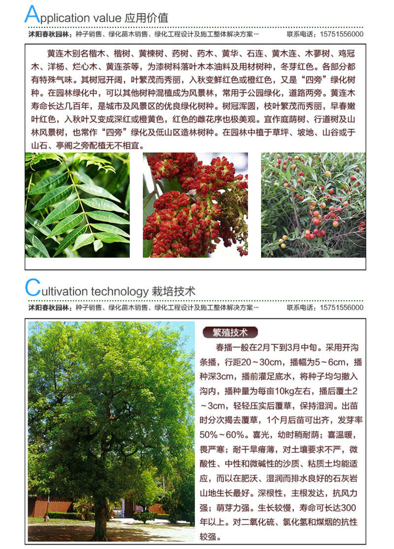 黃連木種子應用價值及種植技術