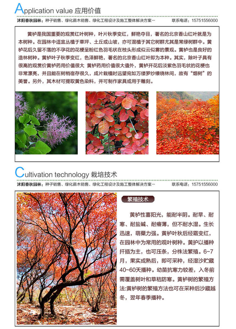 黃櫨種子應用價值及種植技術