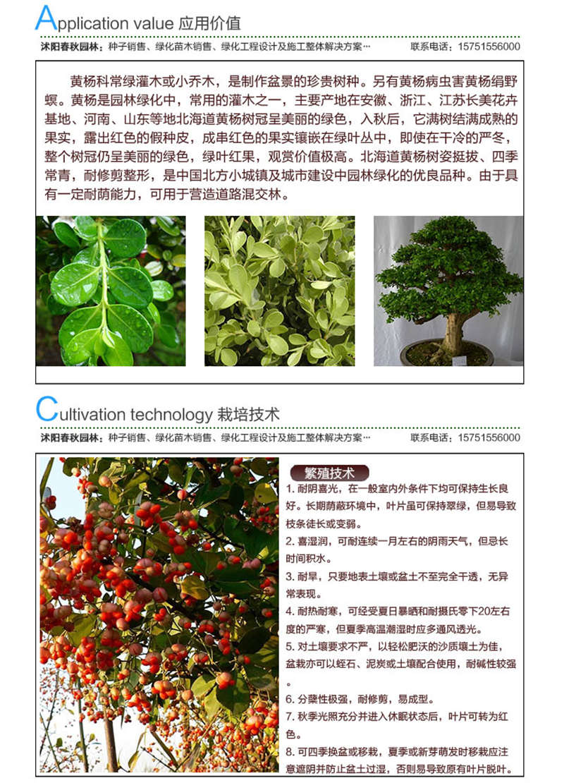 黃楊種子應用價值及種植技術