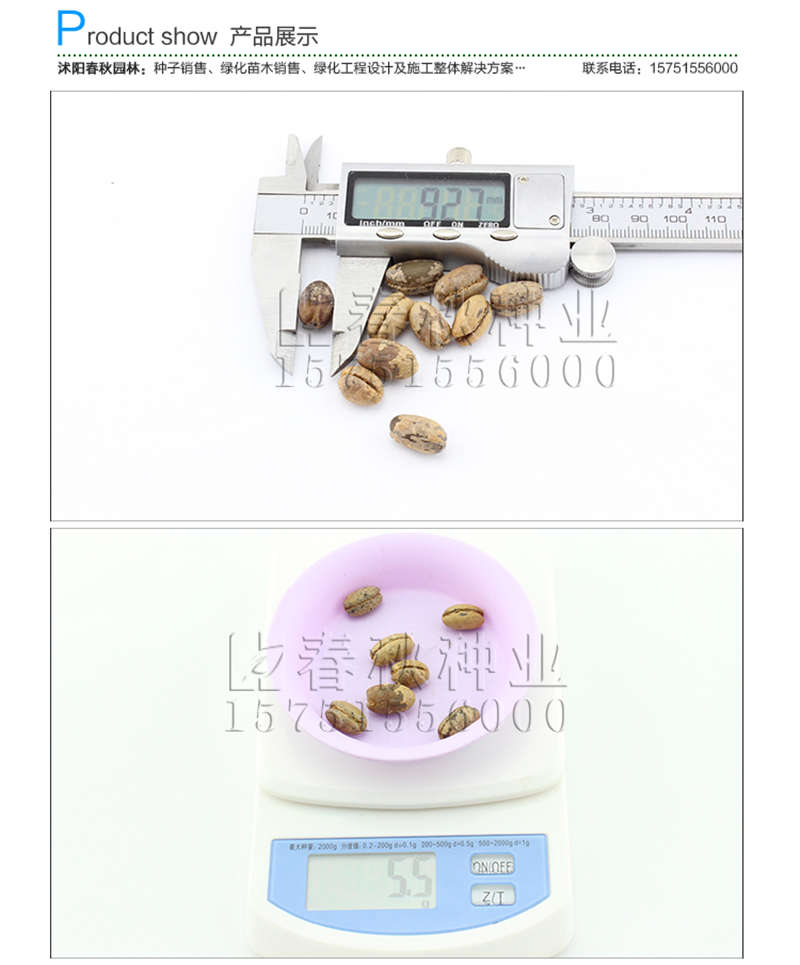 加拿利海棗種子銷(xiāo)售參考價(jià)格