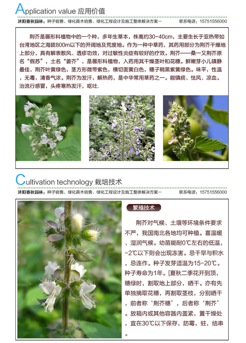 荊芥種子應用價值及種植技術