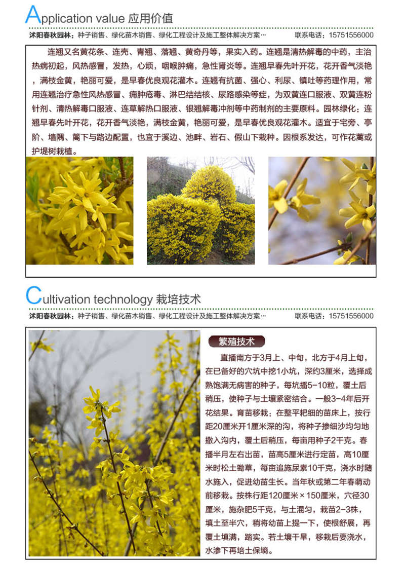 連翹種子應用價值及種植技術