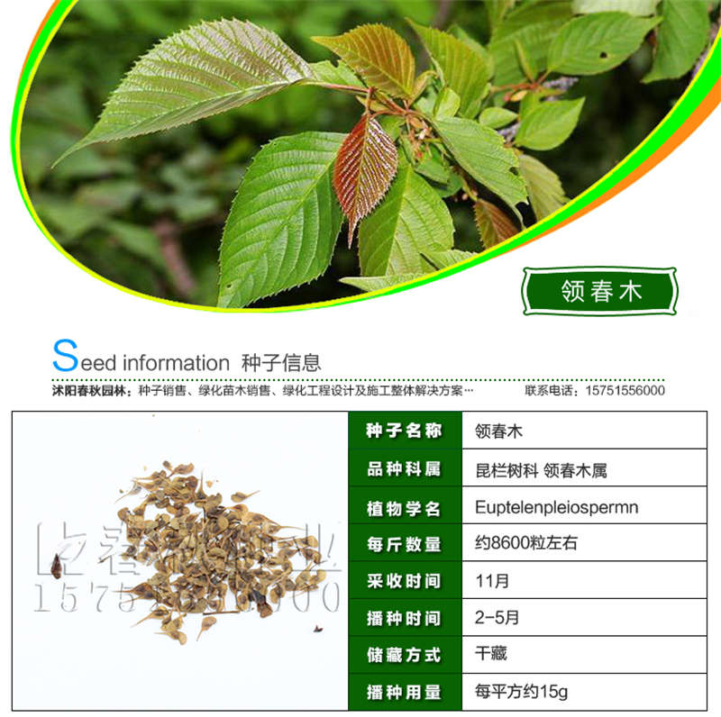 領春木種子基本信息