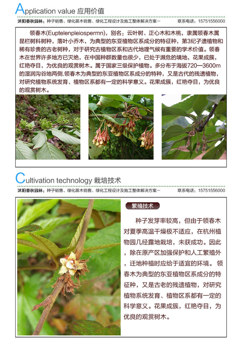 領春木種子應用價值及種植技術