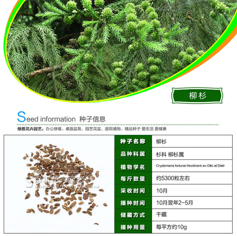 柳杉種子基本信息