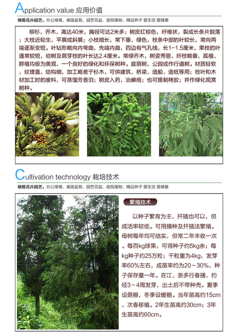 柳杉種子應(yīng)用價(jià)值及種植技術(shù)
