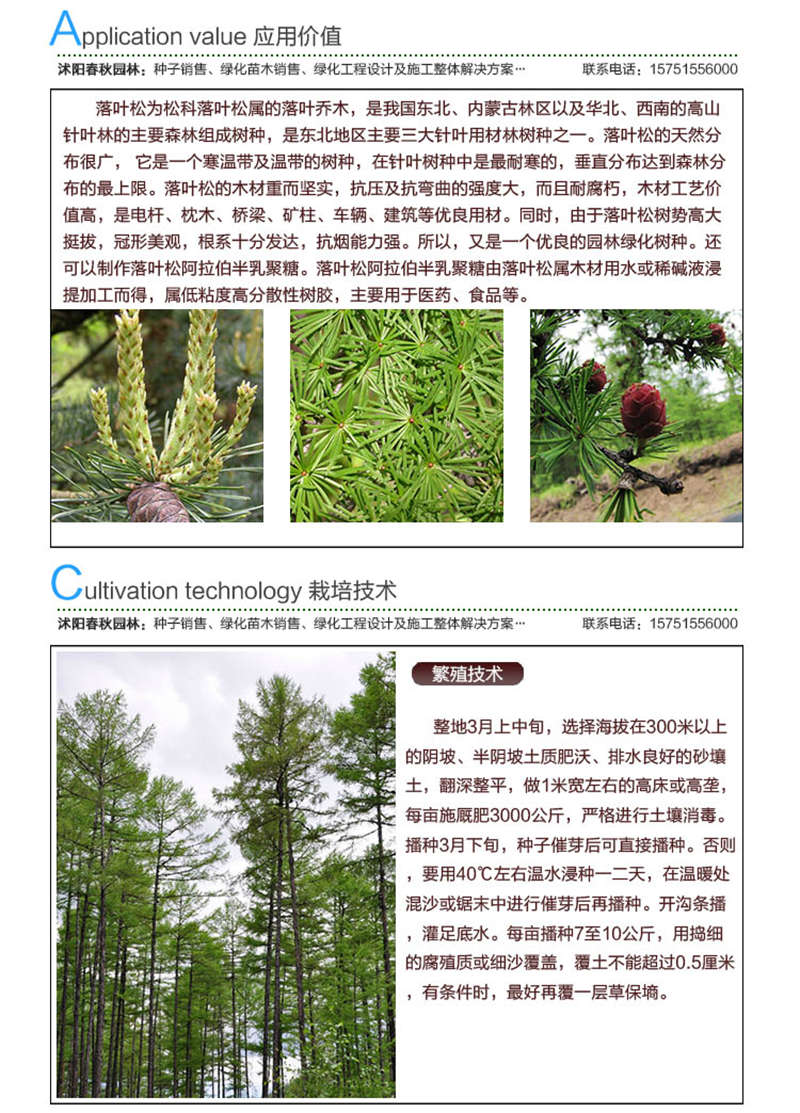 落葉松種子應用價值及種植技術
