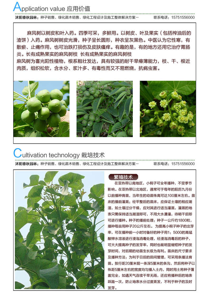 麻瘋樹種子應用價值及種植技術
