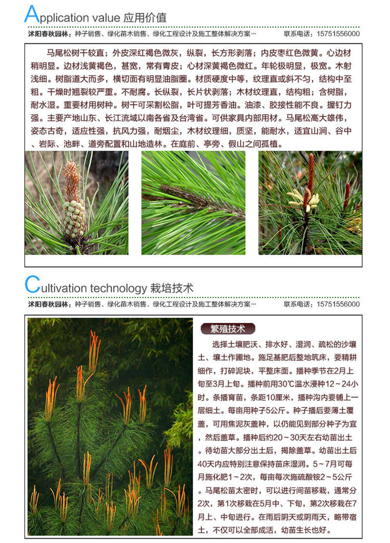 馬尾松種子應用價值及種植技術