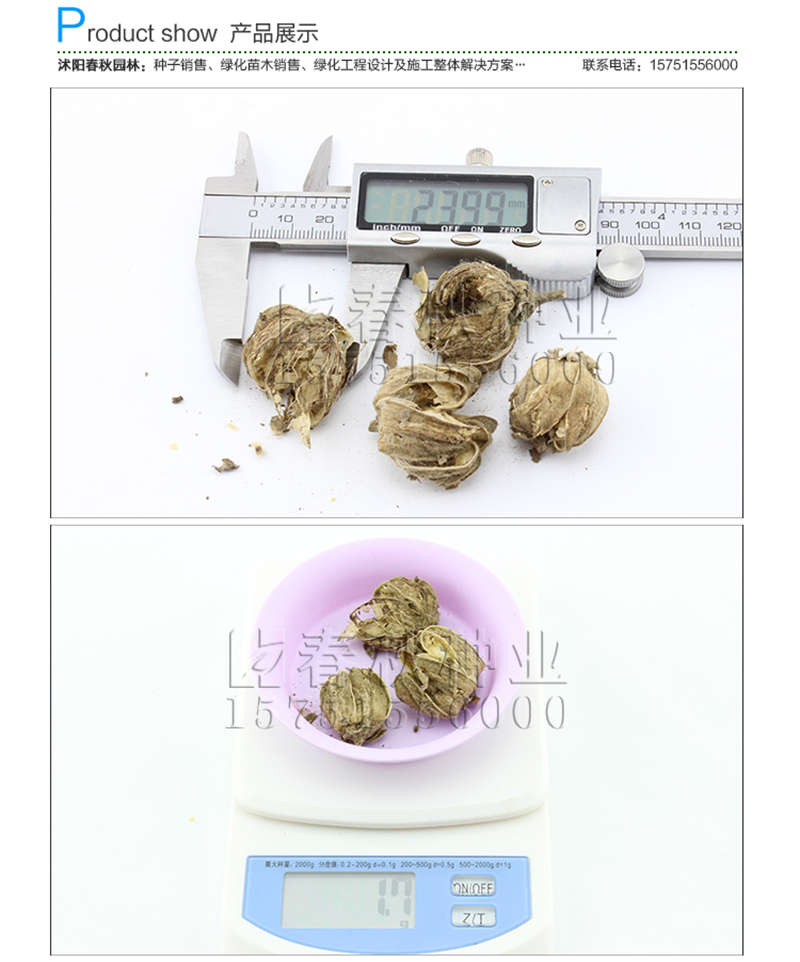 木芙蓉種子銷售參考價(jià)格