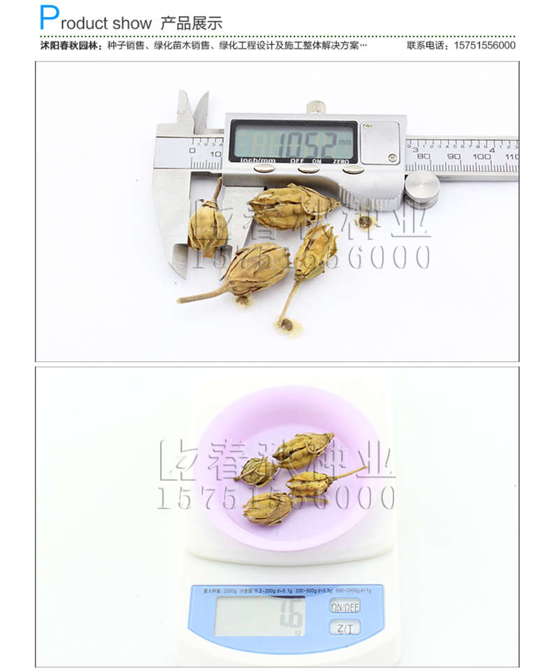 木槿種子銷售參考價格
