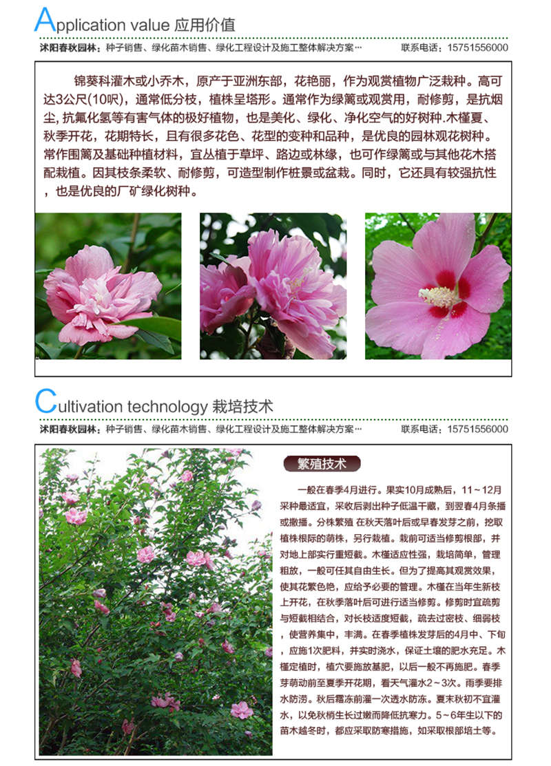 木槿種子應用價值及種植技術