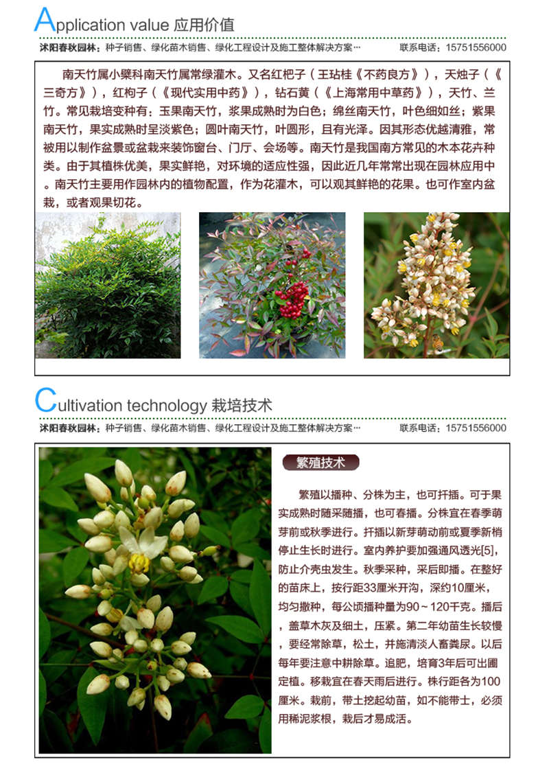 南天竹種子應用價值及種植技術