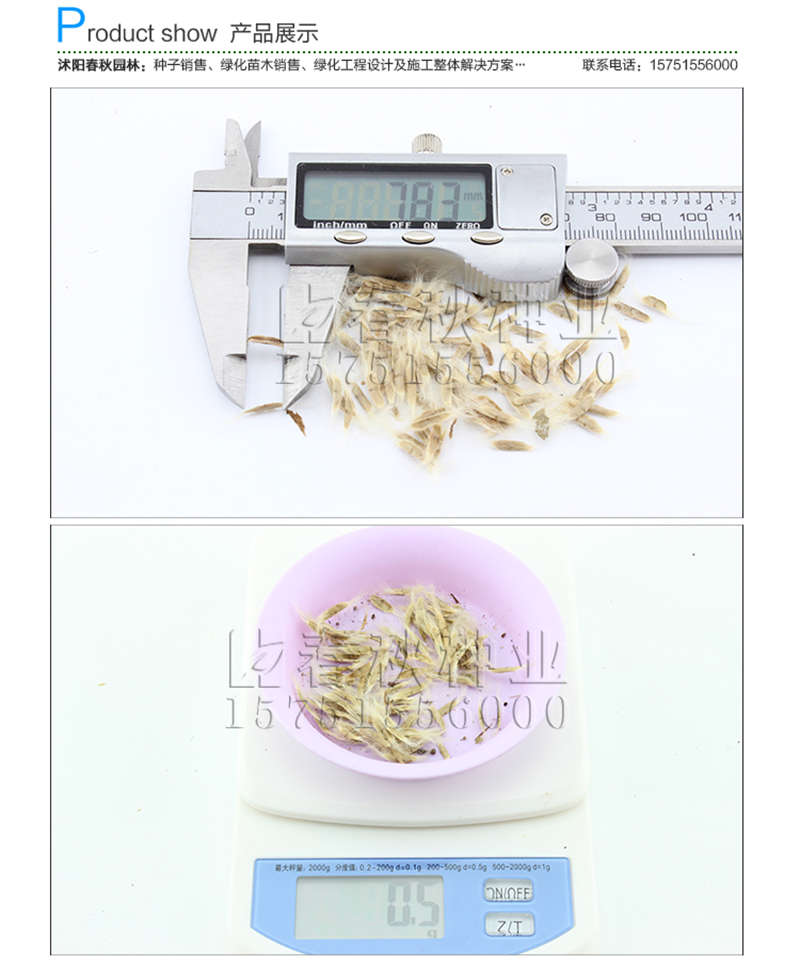 楸樹種子銷售參考價(jià)格