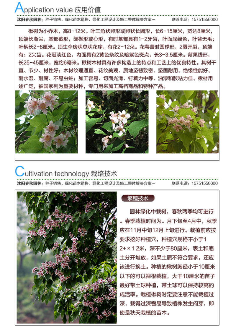 楸樹種子應(yīng)用價(jià)值及種植技術(shù)