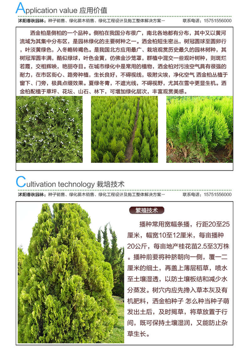 灑金柏種子應用價值及種植技術