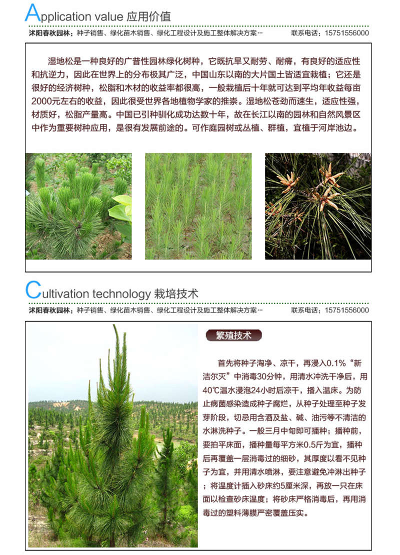 濕地松種子應用價值及種植技術