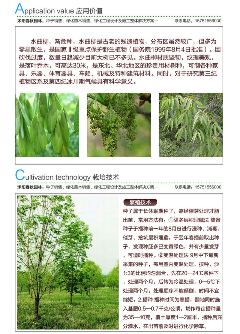 水曲柳種子應用價值及種植技術
