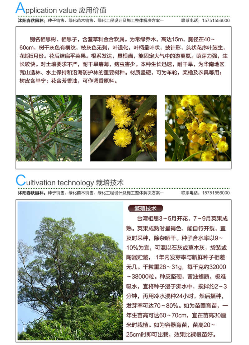 臺灣相思樹種子應(yīng)用價值及種植技術(shù)