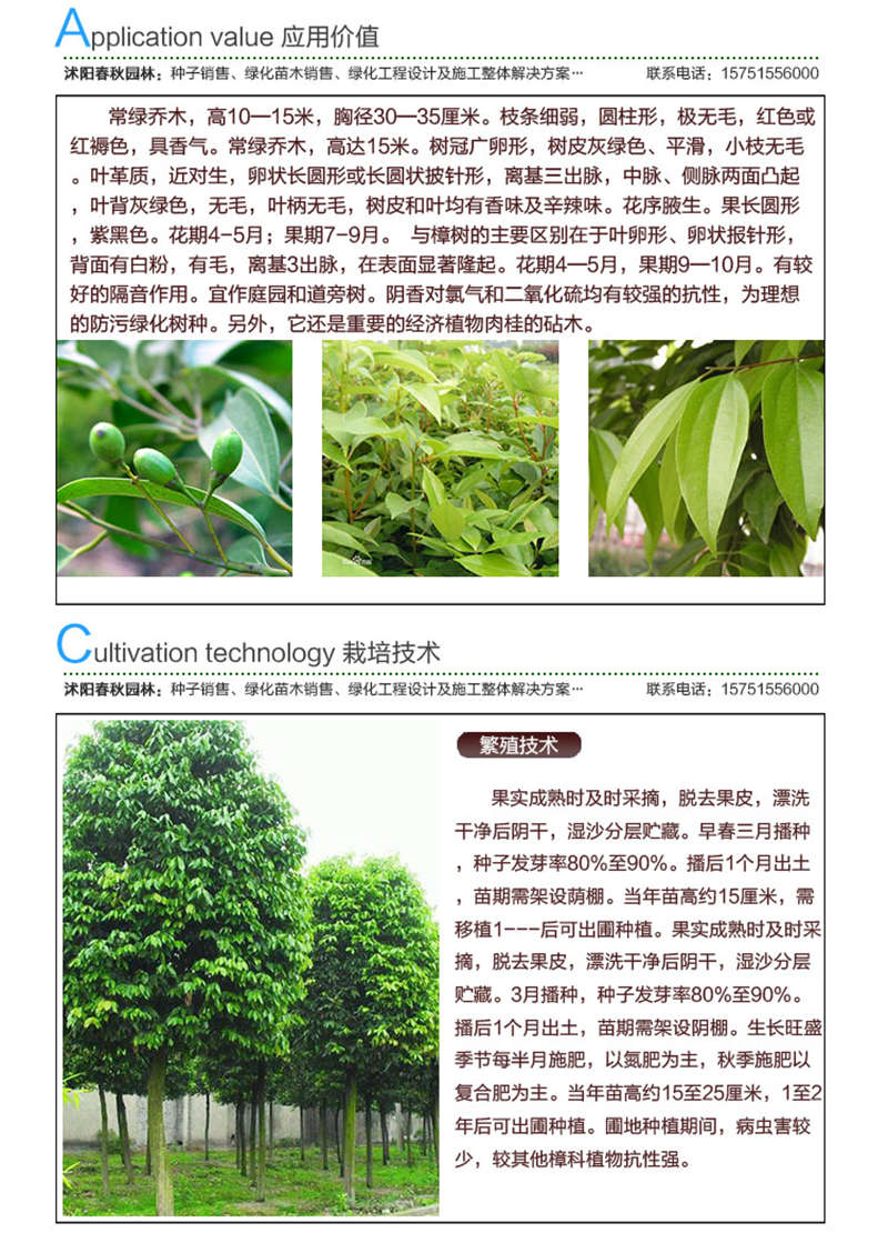 天竺桂種子應用價值及種植技術