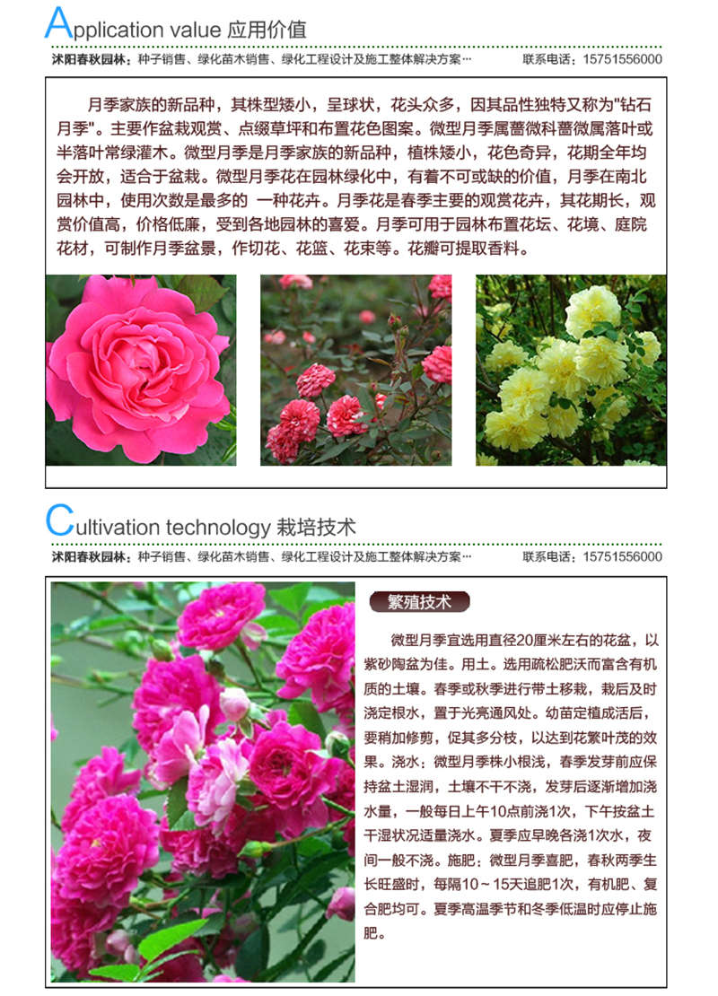 微型月季(帶皮)種子應用價值及種植技術