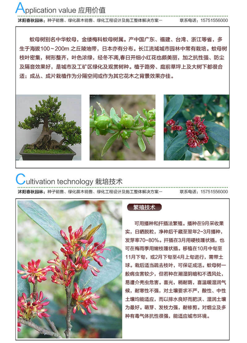 蚊母種子應用價值及種植技術