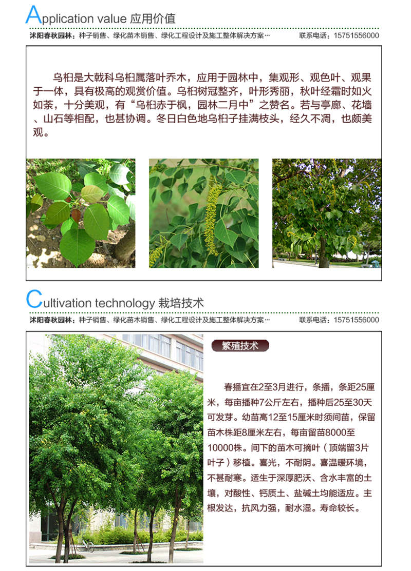 烏桕種子應用價值及種植技術