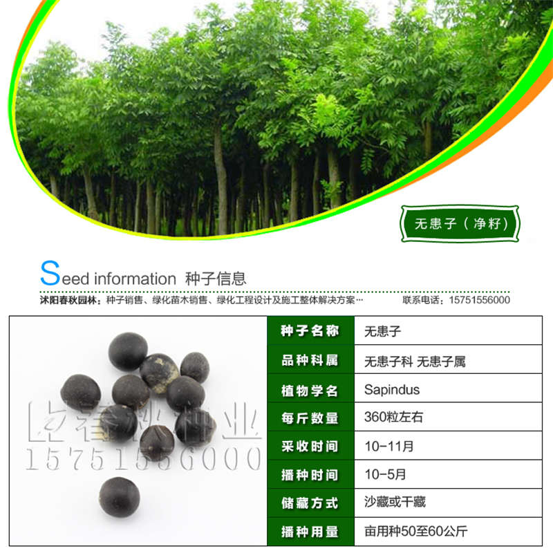 無患子(凈籽)種子基本信息