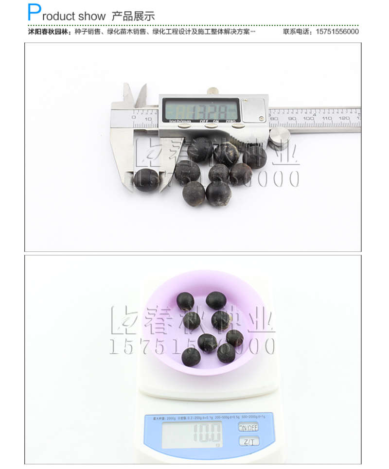 無患子(凈籽)種子銷售參考價格