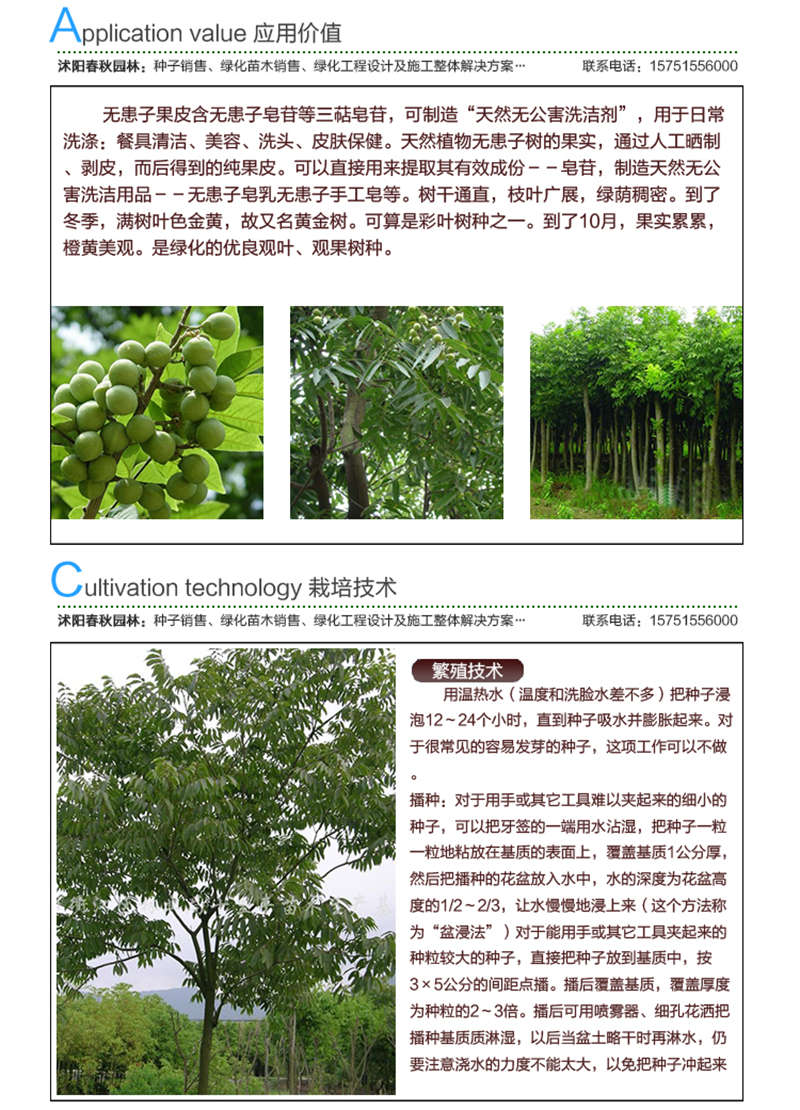 無患子(凈籽)種子應用價值及種植技術