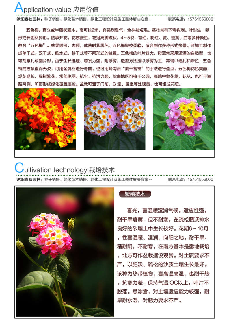 五色梅種子應用價值及種植技術