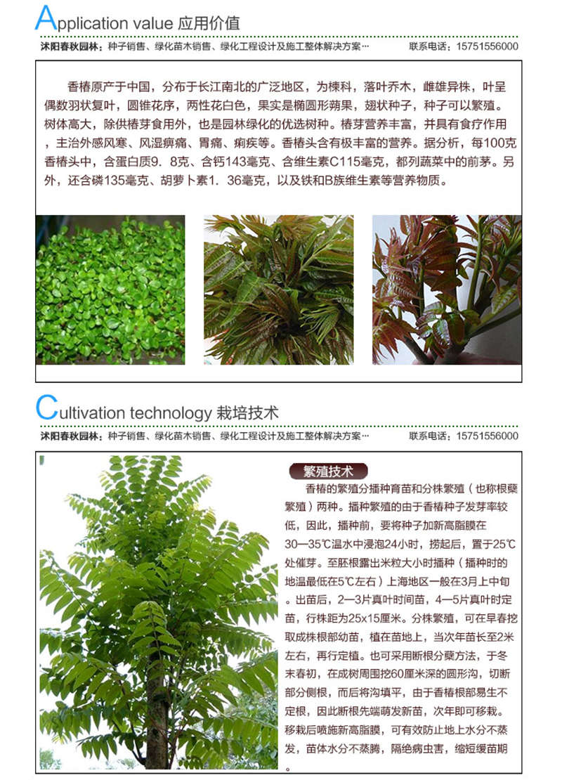 香椿種子應用價值及種植技術