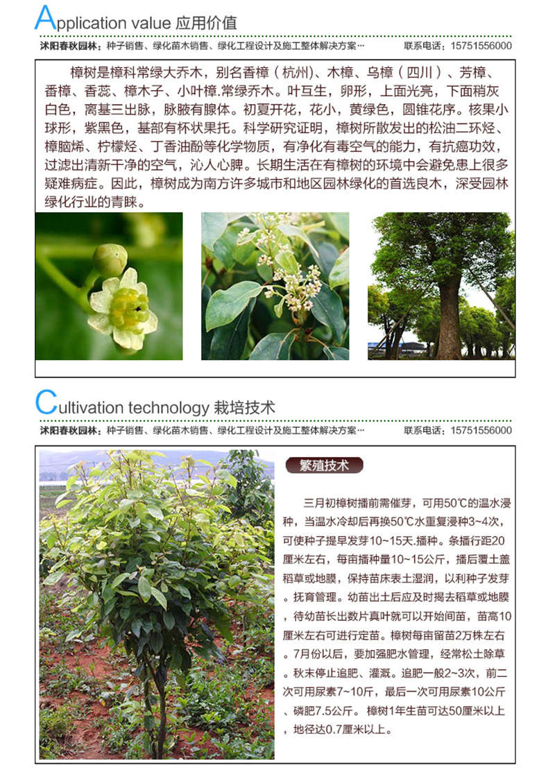 香樟(帶皮)種子應用價值及種植技術