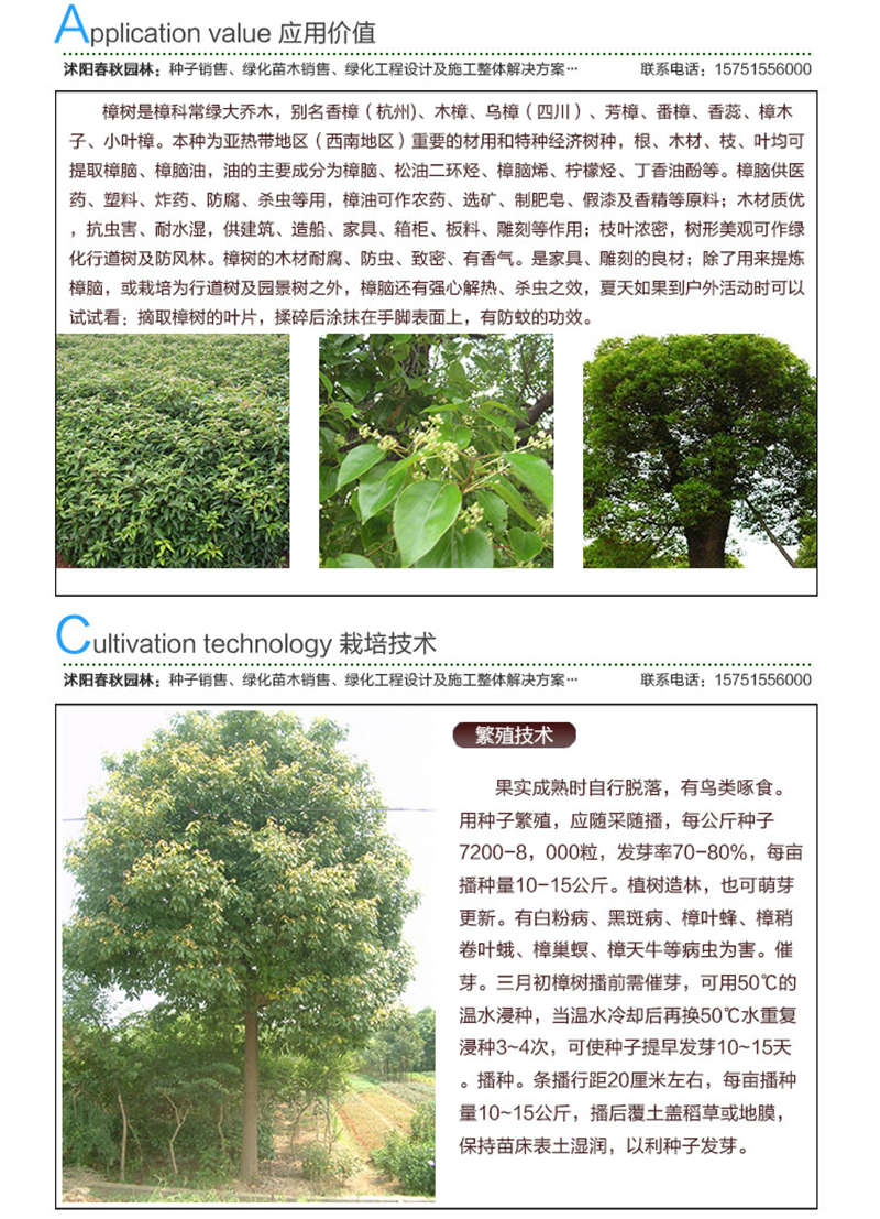 香樟(凈籽)種子應(yīng)用價值及種植技術(shù)