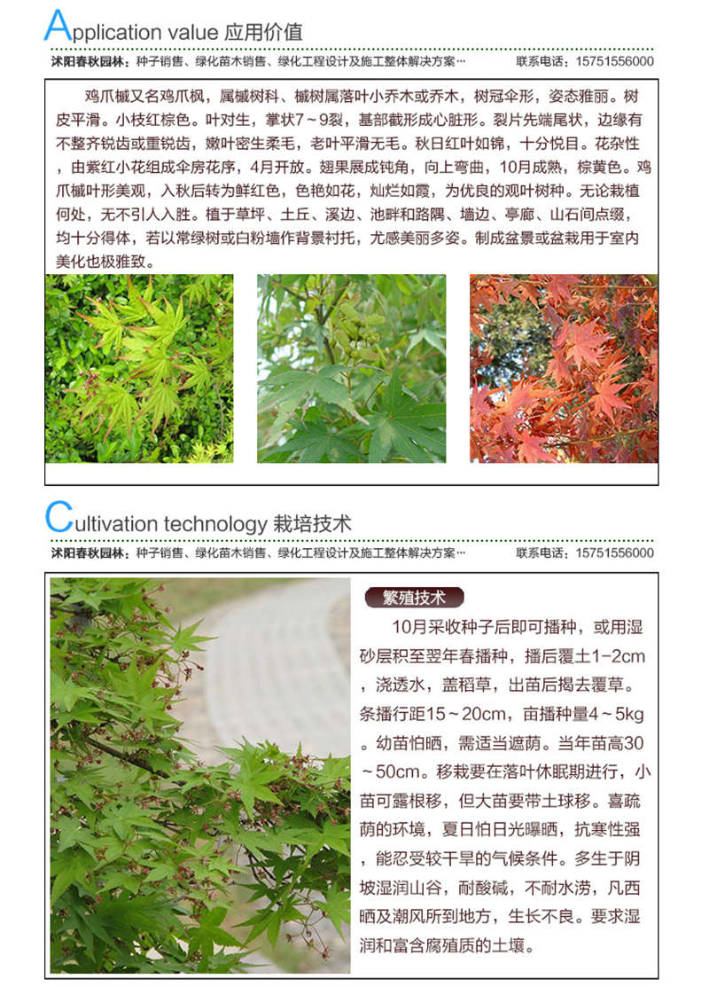 小葉雞爪槭種子應用價值及種植技術