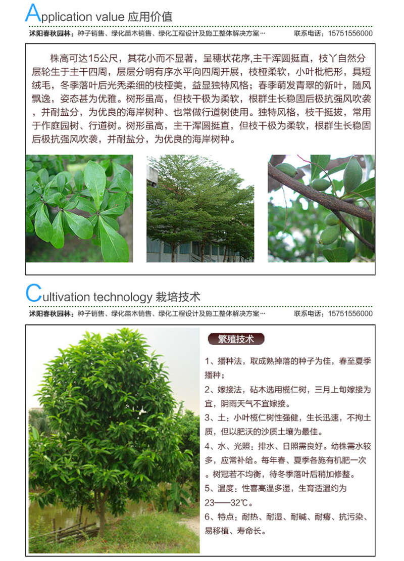 小葉欖仁種子應用價值及種植技術
