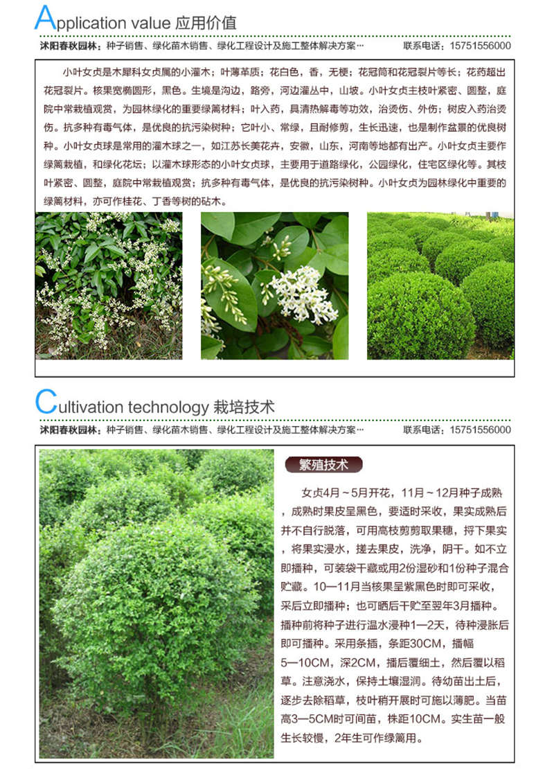 小葉女貞種子應(yīng)用價值及種植技術(shù)