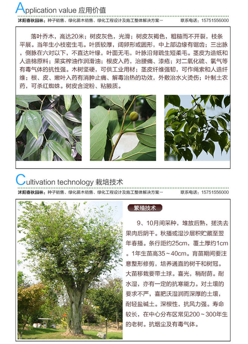 小葉樸樹種子應(yīng)用價(jià)值及種植技術(shù)
