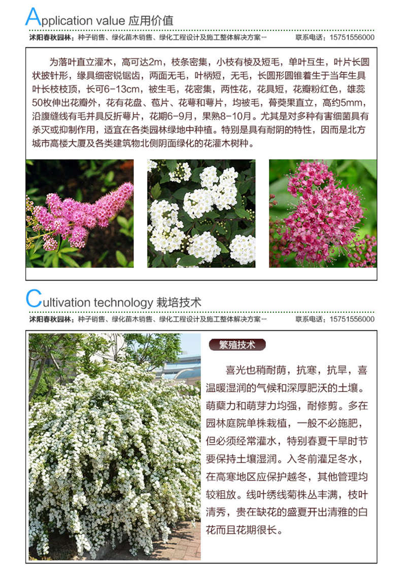 繡線菊種子應用價值及種植技術
