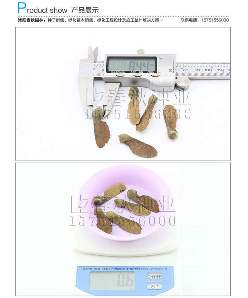 血皮槭種子銷售參考價格
