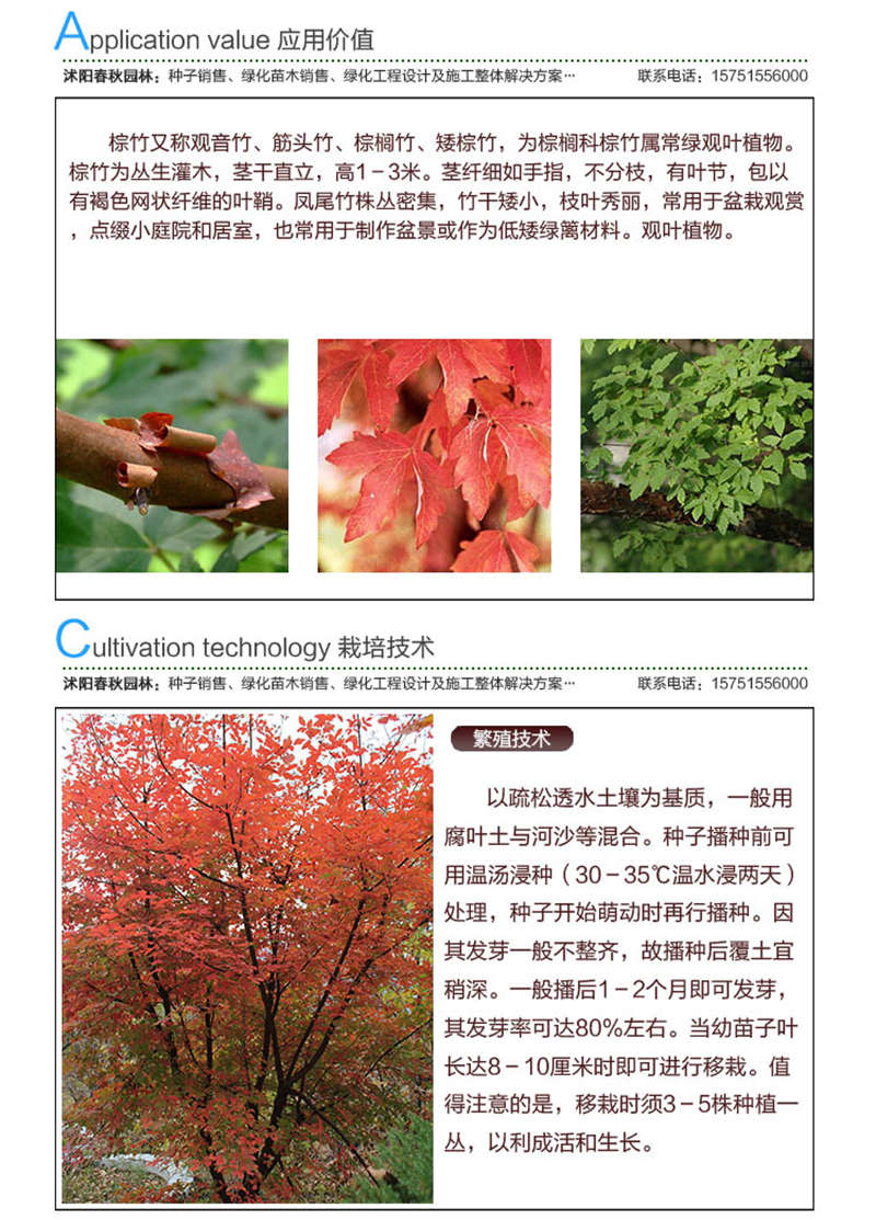 血皮槭種子應(yīng)用價值及種植技術(shù)