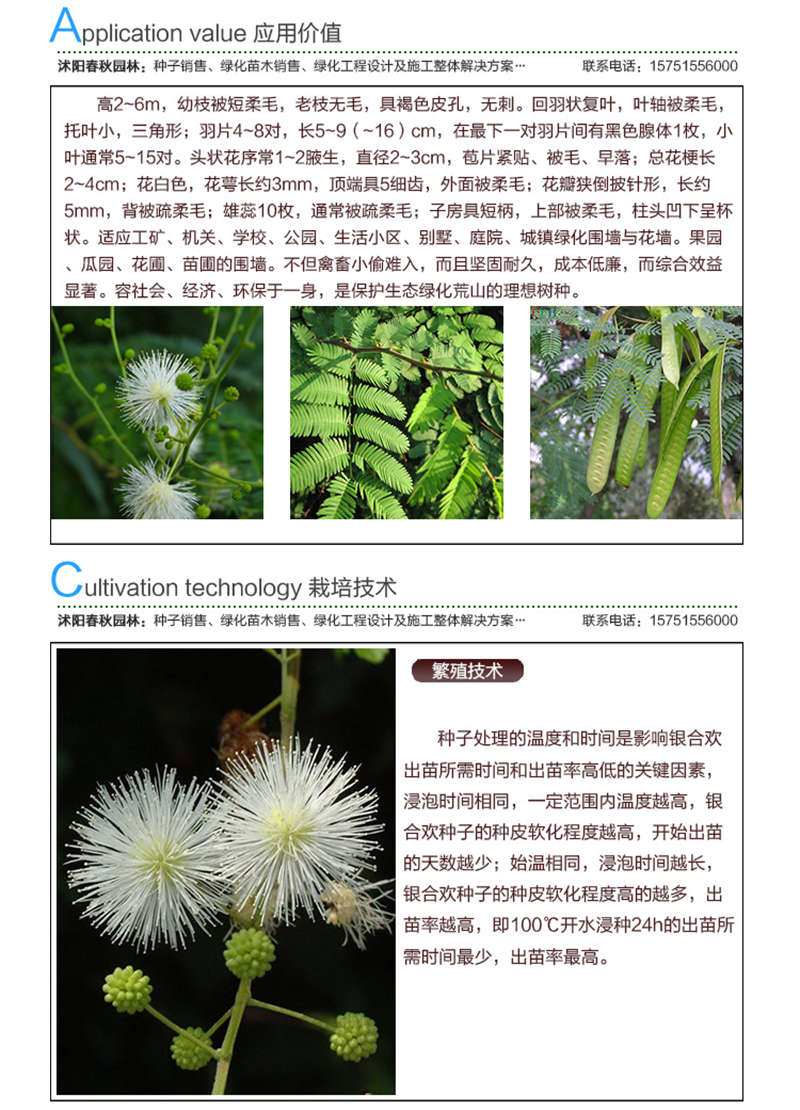 銀合歡種子應用價值及種植技術